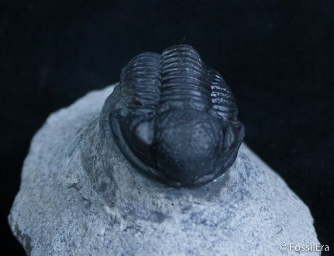 Beautiful Gerastos Trilobite From Morocco (ON EBAY) #2075